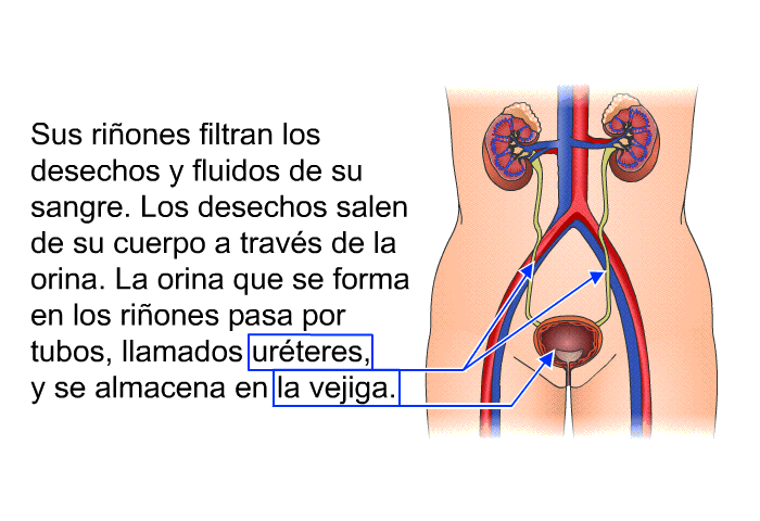 Sus riones filtran los desechos y fluidos de su sangre. Los desechos salen de su cuerpo a travs de la orina. La orina que se forma en los riones pasa por tubos, llamados urteres, y se almacena en la vejiga.
