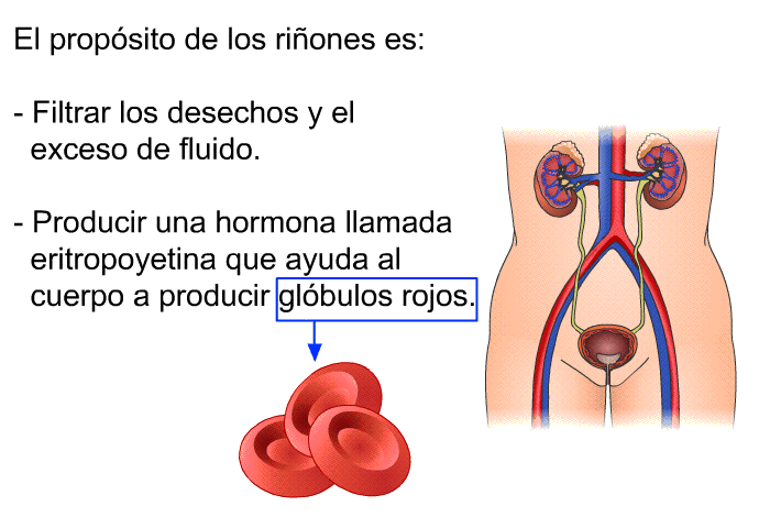 El propsito de los riones es:  Filtrar los desechos y el exceso de fluido. Producir una hormona llamada eritropoyetina que ayuda al cuerpo a producir glbulos rojos.