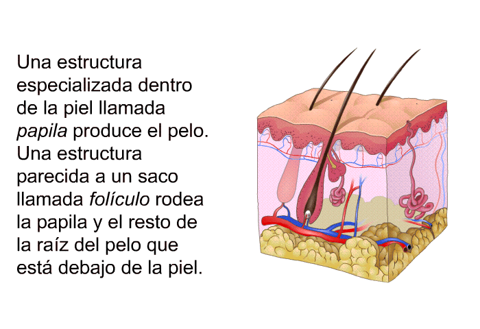 Una estructura especializada dentro de la piel llamada papila produce el pelo. Una estructura parecida a un saco llamada folculo rodea la papila y el resto de la raz del pelo que est debajo de la piel.