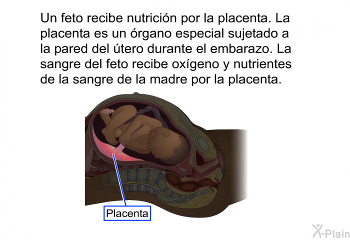 Un feto recibe nutricin por la placenta. La placenta es un rgano especial sujetado a la pared del tero durante el embarazo. La sangre del feto recibe oxgeno y nutrientes de la sangre de la madre por la placenta.