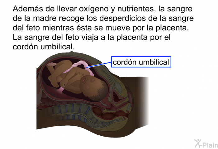 Adems de llevar oxgeno y nutrientes, la sangre de la madre recoge los desperdicios de la sangre del feto mientras sta se mueve por la placenta. La sangre del feto viaja a la placenta por el cordn umbilical.