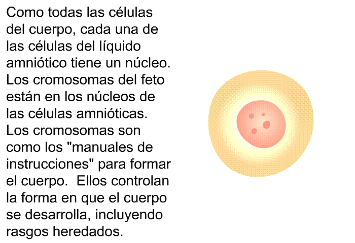 Como todas las clulas del cuerpo, cada una de las clulas del lquido amnitico tiene un ncleo. Los cromosomas del feto estn en los ncleos de las clulas amniticas. Los cromosomas son como los “manuales de instrucciones” para formar el cuerpo. Ellos controlan la forma en que el cuerpo se desarrolla, incluyendo rasgos heredados.