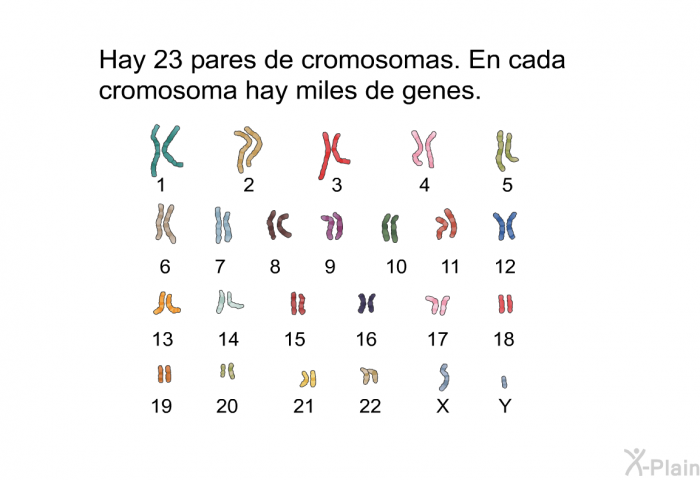 Hay 23 pares de cromosomas. En cada cromosoma hay miles de genes.
