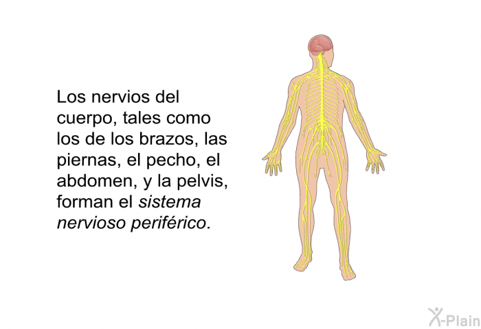 Los nervios del cuerpo, tales como los de los brazos, las piernas, el pecho, el abdomen, y la pelvis, forman el sistema nervioso perifrico.