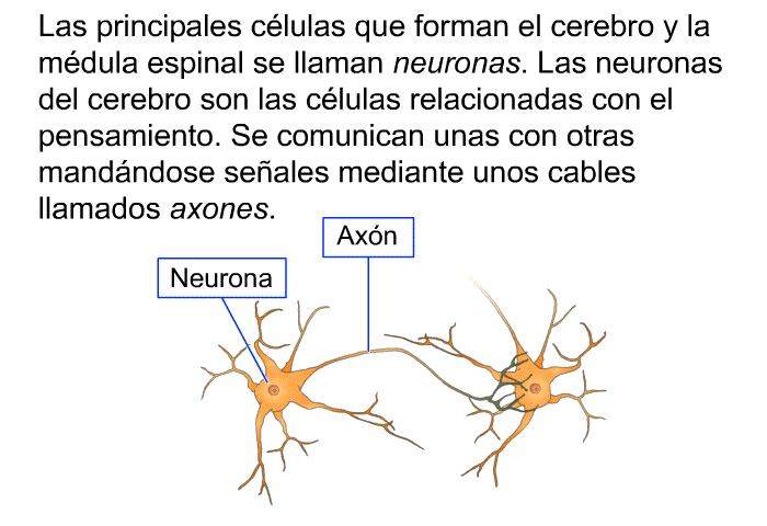 Las principales clulas que forman el cerebro y la mdula espinal se llaman neuronas. Las neuronas del cerebro son las clulas relacionadas con el pensamiento. Se comunican unas con otras mandndose seales mediante unos cables llamados axones.