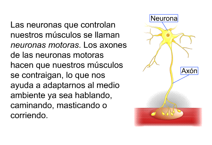 Las neuronas que controlan nuestros msculos se llaman neuronas motoras. Los axones de las neuronas motoras hacen que nuestros msculos se contraigan, lo que nos ayuda a adaptarnos al medio ambiente ya sea hablando, caminando, masticando o corriendo.