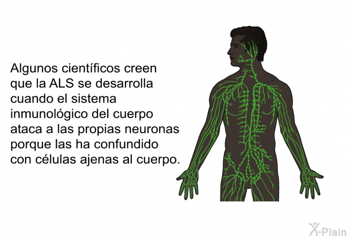 Algunos cientficos creen que la ALS se desarrolla cuando el sistema inmunolgico del cuerpo ataca a las propias neuronas porque las ha confundido con clulas ajenas al cuerpo.