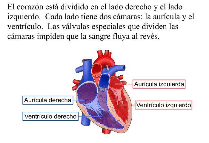El corazn est dividido en el lado derecho y el lado izquierdo. Cada lado tiene dos cmaras: la aurcula y el ventrculo. Las vlvulas especiales que dividen las cmaras impiden que la sangre fluya al revs.