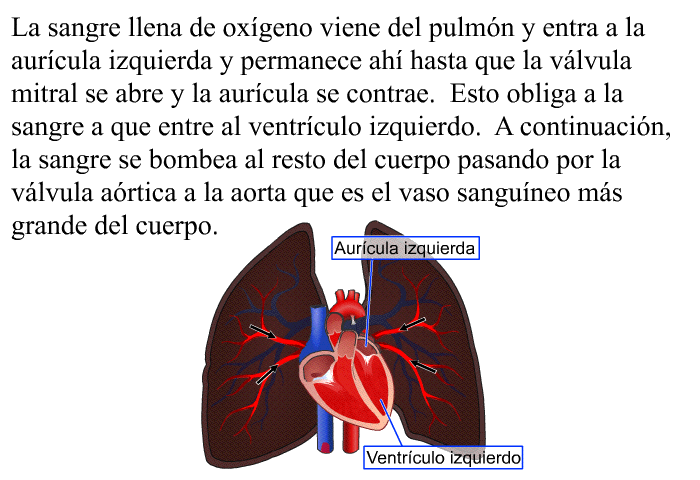 La sangre llena de oxgeno viene del pulmn y entra a la aurcula izquierda y permanece ah hasta que la vlvula mitral se abre y la aurcula se contrae. Esto obliga a la sangre a que entre al ventrculo izquierdo. A continuacin, la sangre se bombea al resto del cuerpo pasando por la vlvula artica a la aorta que es el vaso sanguneo ms grande del cuerpo.