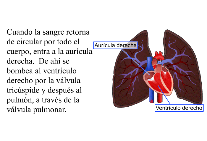 Cuando la sangre retorna de circular por todo el cuerpo, entra a la aurcula derecha. De ah se bombea al ventrculo derecho por la vlvula tricspide y despus al pulmn, a travs de la vlvula pulmonar.
