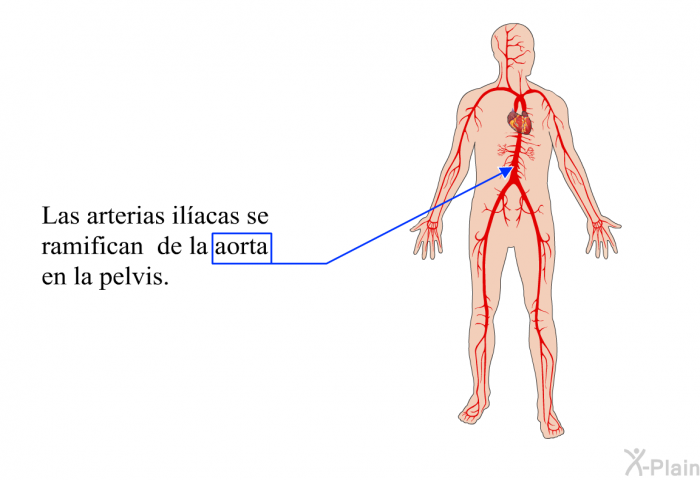 Las arterias ilacas se ramifican de la aorta en la pelvis.