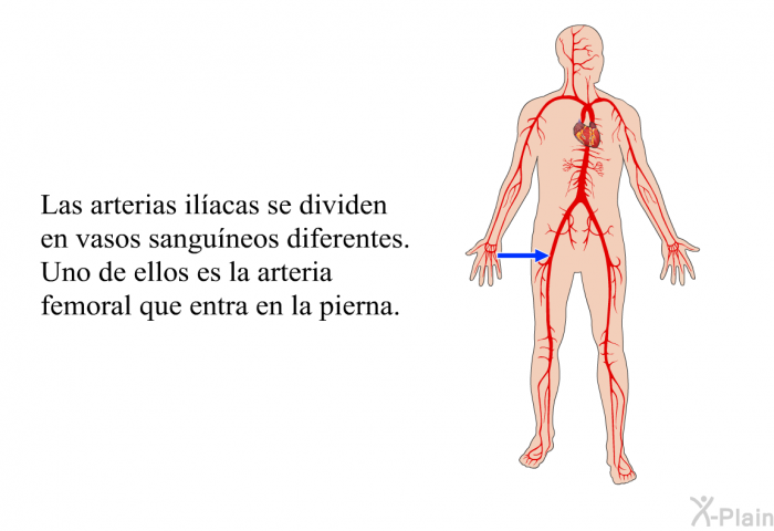 Las arterias ilacas se dividen en vasos sanguneos diferentes. Uno de ellos es la arteria femoral que entra en la pierna.