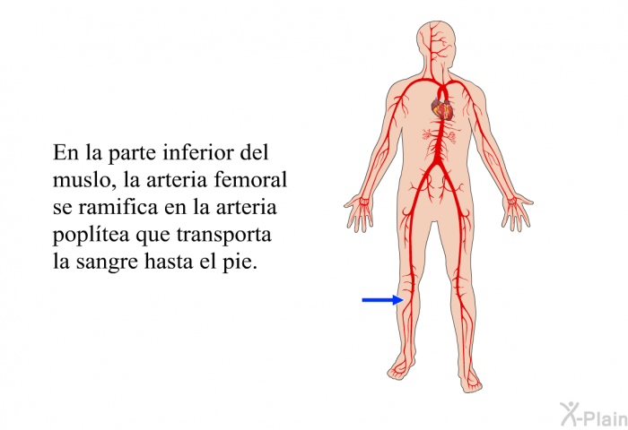 En la parte inferior del muslo, la arteria femoral se ramifica en la arteria popltea que transporta la sangre hasta el pie.