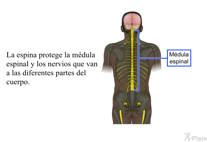 La espina protege la mdula espinal y los nervios que van a las diferentes partes del cuerpo.
