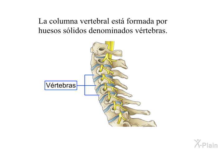 La columna vertebral est formada por huesos slidos denominados vrtebras.