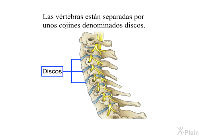 Las vrtebras estn separadas por unos cojines denominados discos.