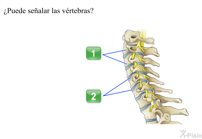 ¿Puede sealar las vrtebras?