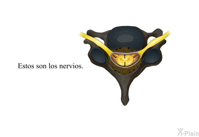 Estos son los nervios.