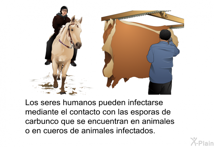 Los seres humanos pueden infectarse mediante el contacto con las esporas de carbunco que se encuentran en animales o en cueros de animales infectados.