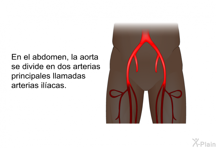 En el abdomen, la aorta se divide en dos arterias principales llamadas arterias ilacas.