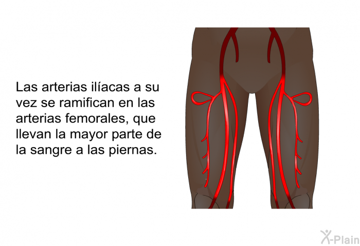 Las arterias ilacas a su vez se ramifican en las arterias femorales, que llevan la mayor parte de la sangre a las piernas.
