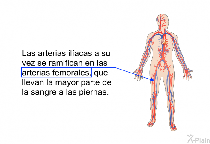 Las arterias ilacas a su vez se ramifican en las arterias femorales, que llevan la mayor parte de la sangre a las piernas.