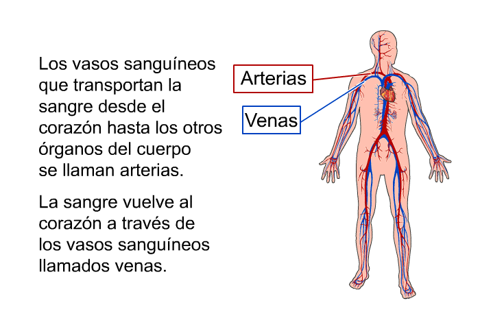 Los vasos sanguneos que transportan la sangre desde el corazn hasta los otros rganos del cuerpo se llaman <I>arterias</I>. La sangre vuelve al corazn a travs de los vasos sanguneos llamados <I>venas</I>.