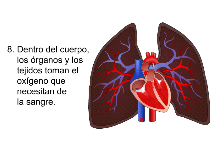 Dentro del cuerpo, los rganos y los tejidos toman el oxgeno que necesitan de la sangre.