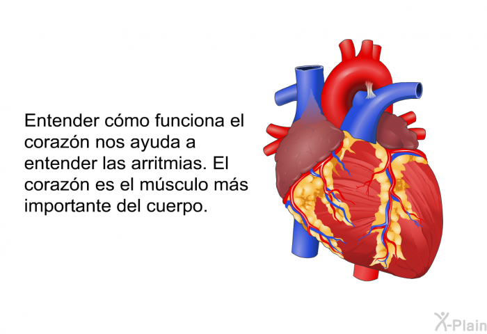Entender cmo funciona el corazn nos ayuda a entender las arritmias. El corazn es el msculo ms importante del cuerpo.