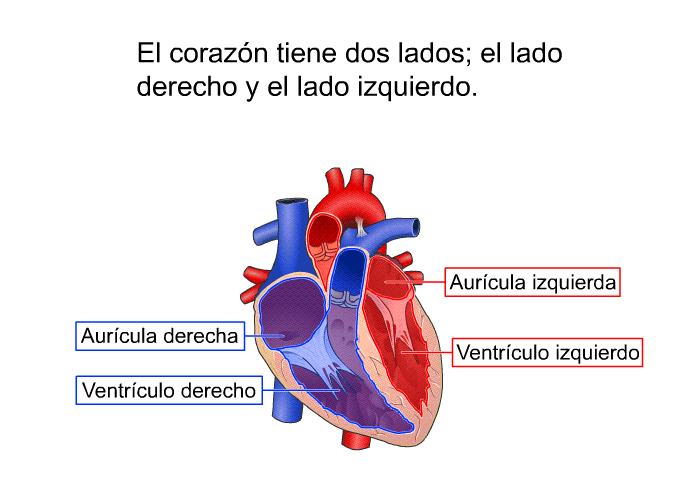 El corazn tiene dos lados; el lado derecho y el lado izquierdo.