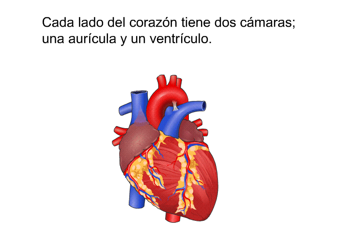 Cada lado del corazn tiene dos cmaras; una aurcula y un ventrculo.