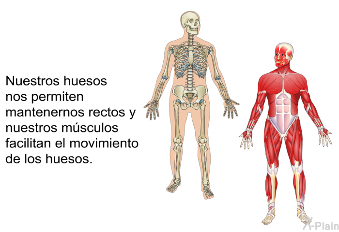 Nuestros huesos nos permiten mantenernos rectos y nuestros msculos facilitan el movimiento de los huesos.