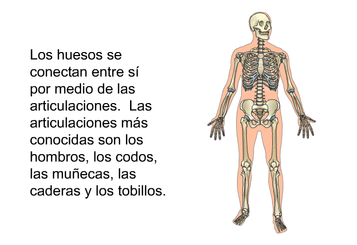 Los huesos se conectan entre s por medio de las articulaciones. Las articulaciones ms conocidas son los hombros, los codos, las muecas, las caderas y los tobillos.