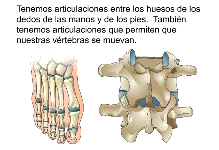 Tenemos articulaciones entre los huesos de los dedos de las manos y de los pies. Tambin tenemos articulaciones que permiten que nuestras vrtebras se muevan.
