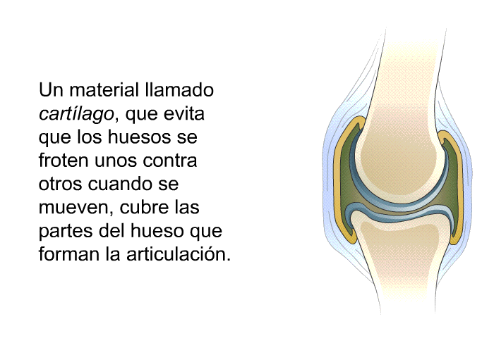 Un material llamado <I>cartlago</I>, que evita que los huesos se froten unos contra otros cuando se mueven, cubre las partes del hueso que forman la articulacin.