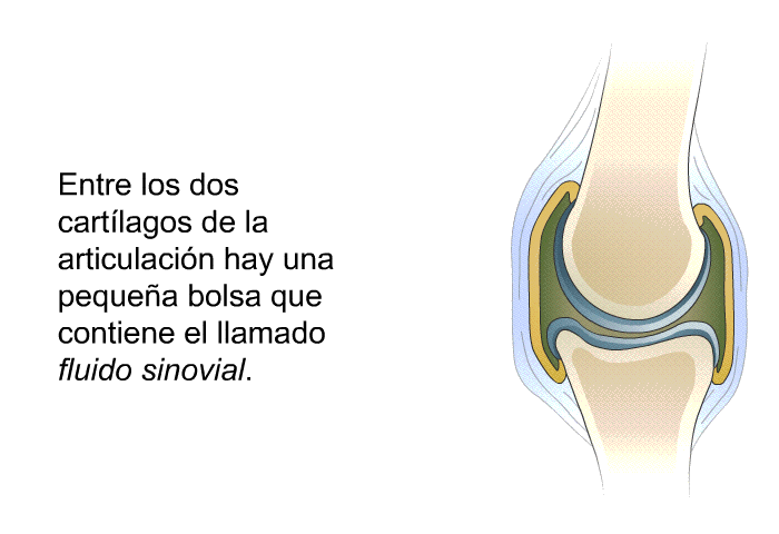 Entre los dos cartlagos de la articulacin hay una pequea bolsa que contiene el llamado <I>fluido sinovial</I>.