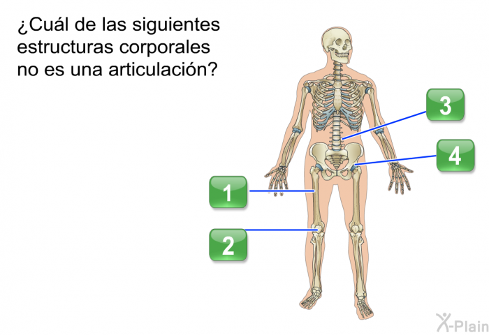 ¿Cul de las siguientes estructuras corporales no es una articulacin?