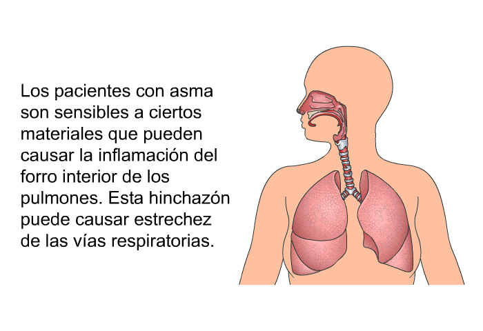 Los pacientes con asma son sensibles a ciertos materiales que pueden causar la inflamacin del forro interior de los pulmones. Esta hinchazn puede causar estrechez de las vas respiratorias.