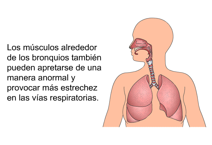 Los msculos alrededor de los bronquios tambin pueden apretarse de una manera anormal y provocar ms estrechez en las vas respiratorias.