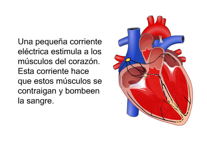 Una pequea corriente elctrica estimula a los msculos del corazn. Esta corriente hace que estos msculos se contraigan y bombeen la sangre.