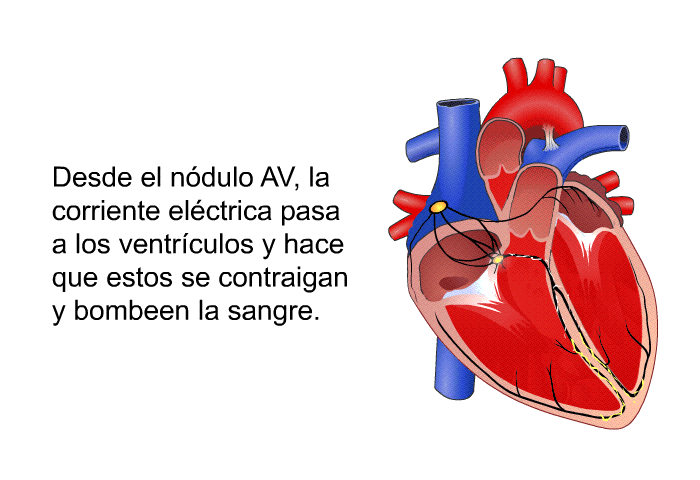 Desde el ndulo AV, la corriente elctrica pasa a los ventrculos y hace que estos se contraigan y bombeen la sangre.