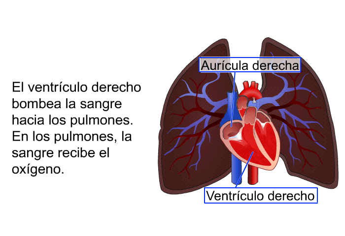 El ventrculo derecho bombea la sangre hacia los pulmones. En los pulmones, la sangre recibe el oxgeno.