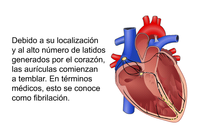 Debido a su localizacin y al alto nmero de latidos generados por el corazn, las aurculas comienzan a temblar. En trminos mdicos, esto se conoce como fibrilacin.
