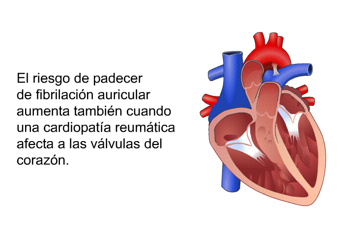 El riesgo de padecer de fibrilaci�n auricular aumenta tambi�n cuando una cardiopat�a reum�tica afecta a las v�lvulas del coraz�n.