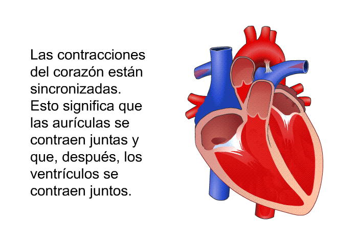 Las contracciones del corazn estn sincronizadas. Esto significa que las aurculas se contraen juntas y que, despus, los ventrculos se contraen juntos.