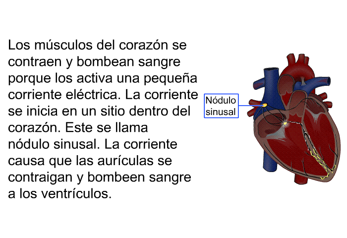 Los msculos del corazn se contraen y bombean sangre porque los activa una pequea corriente elctrica. La corriente se inicia en un sitio dentro del corazn. Este se llama ndulo sinusal. La corriente causa que las aurculas se contraigan y bombeen sangre a los ventrculos.