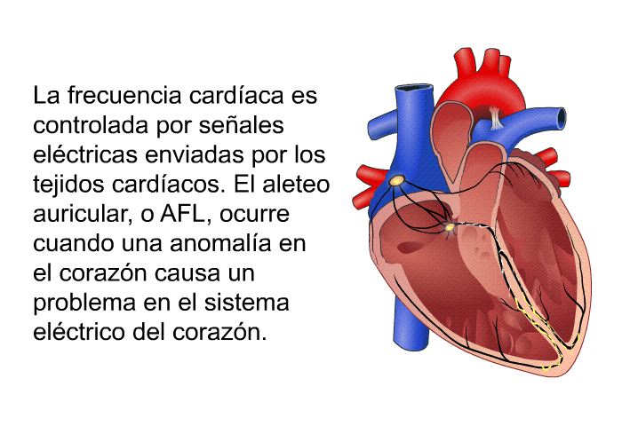 La frecuencia cardaca es controlada por seales elctricas enviadas por los tejidos cardacos. El aleteo auricular, o AFL, ocurre cuando una anomala en el corazn causa un problema en el sistema elctrico del corazn.