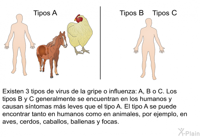 Existen 3 tipos de virus de la gripe o influenza: A, B o C. Los tipos B y C generalmente se encuentran en los humanos y causan sntomas ms leves que el tipo A. El tipo A se puede encontrar tanto en humanos como en animales, por ejemplo, en aves, cerdos, caballos, ballenas y focas.