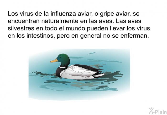 Los virus de la influenza aviar, o gripe aviar, se encuentran naturalmente en las aves. Las aves silvestres en todo el mundo pueden llevar los virus en los intestinos, pero en general no se enferman.