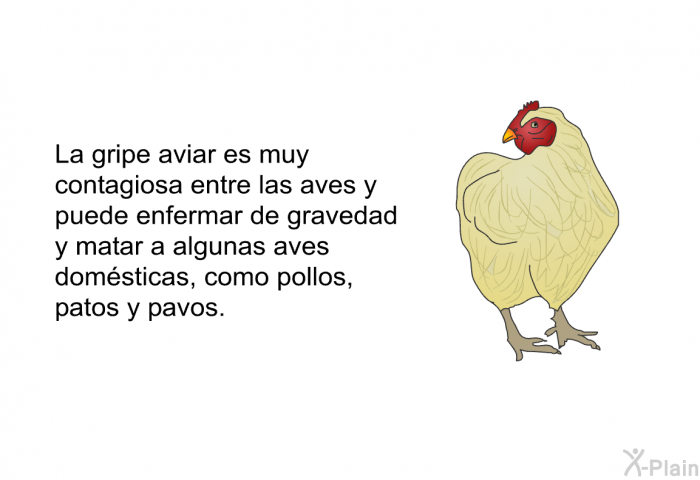 La gripe aviar es muy contagiosa entre las aves y puede enfermar de gravedad y matar a algunas aves domsticas, como pollos, patos y pavos.